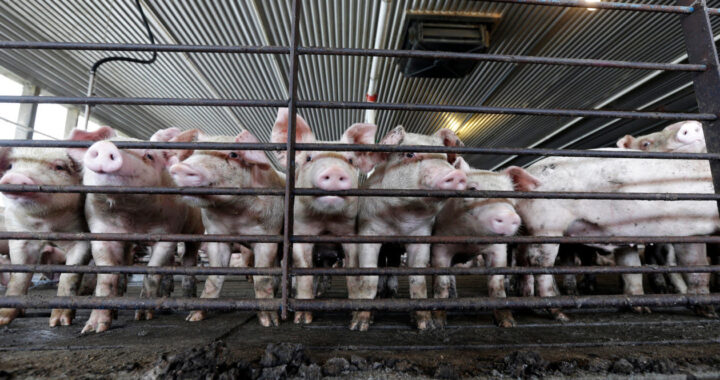 Turning Hog Waste Into Biogas: Inexperienced Answer or Greenwashing?