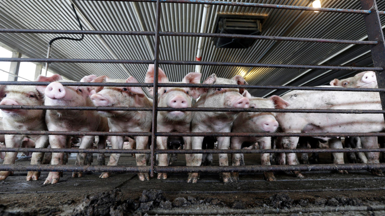 Turning Hog Waste Into Biogas: Inexperienced Answer or Greenwashing?