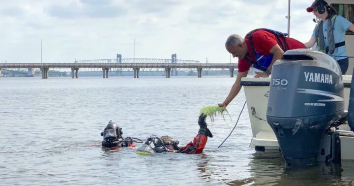 How Utilizing Nature’s Instruments Is Serving to to Clear Up City Rivers