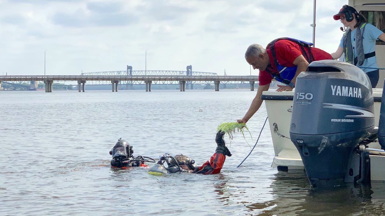 How Utilizing Nature’s Instruments Is Serving to to Clear Up City Rivers