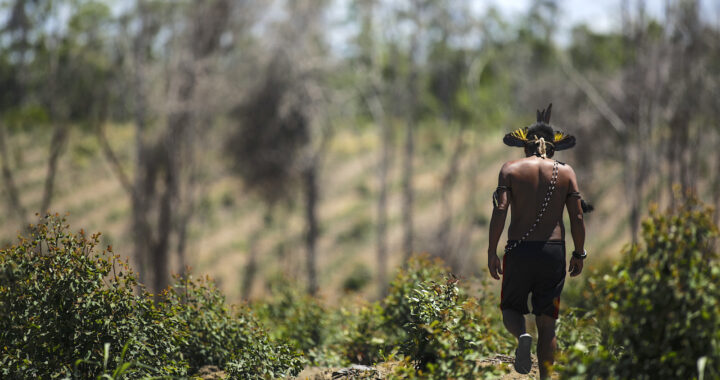 How Indigenous Individuals Are Restoring Brazil’s Atlantic Forest