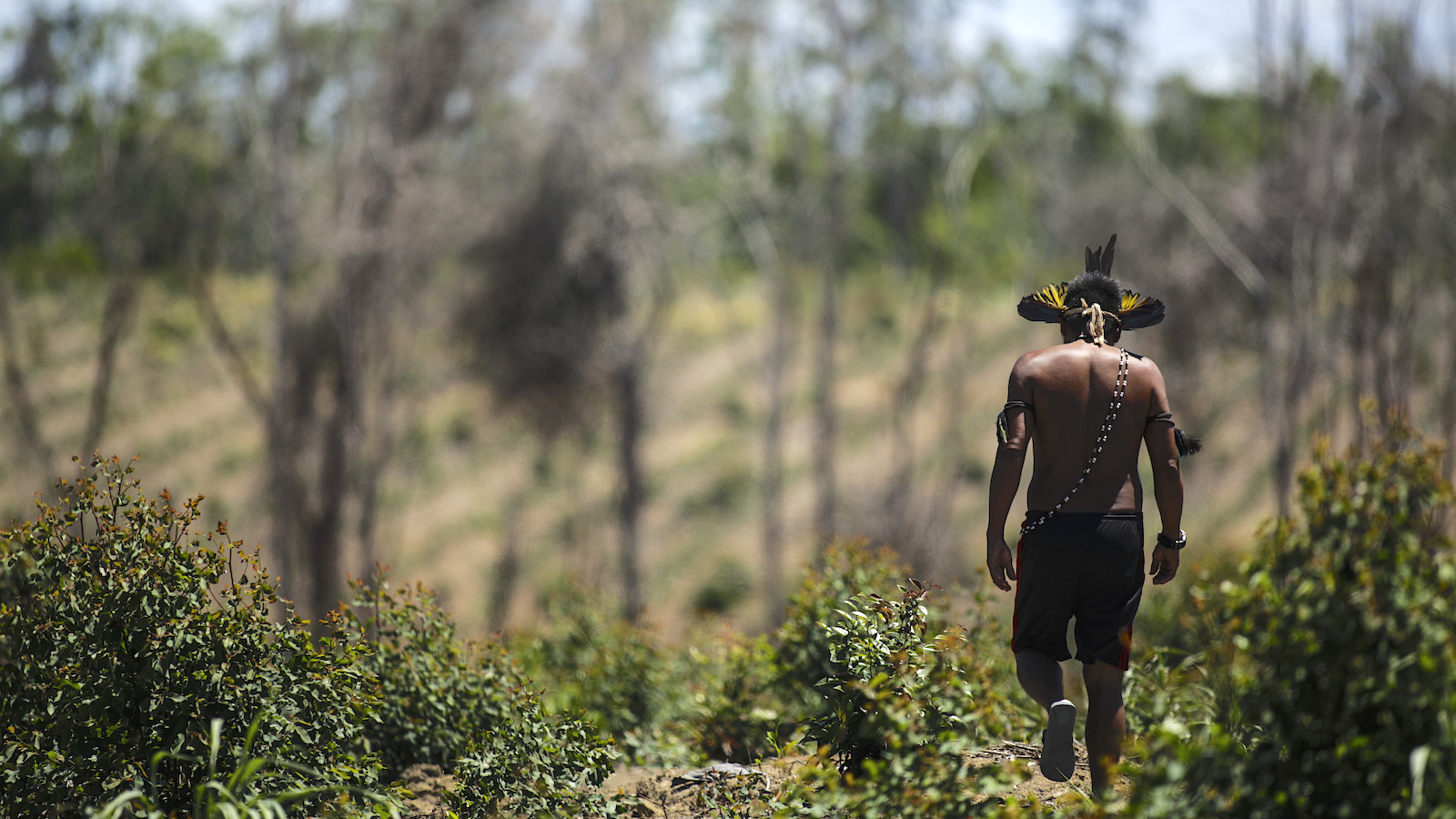 How Indigenous Individuals Are Restoring Brazil’s Atlantic Forest