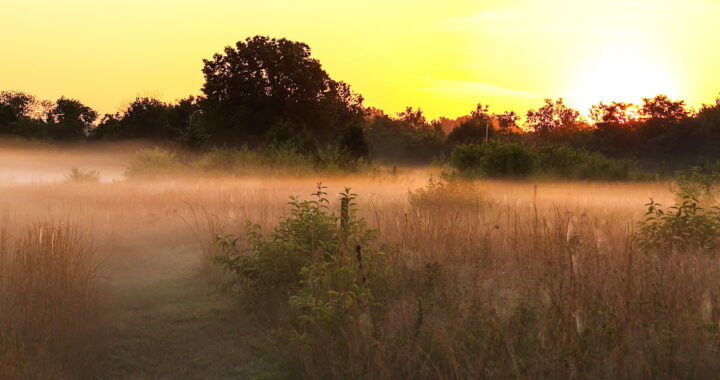 Amid the Sprawl, a Lengthy Island Prairie Makes a Quiet Comeback