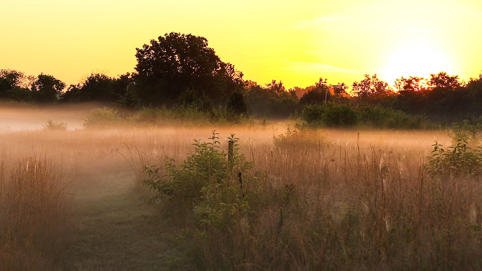 Amid the Sprawl, a Lengthy Island Prairie Makes a Quiet Comeback