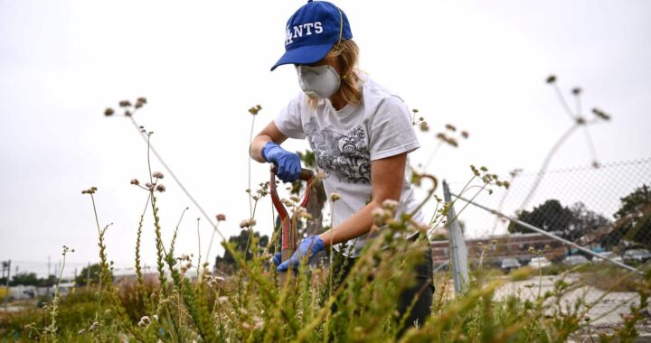 Turning Brownfields to Blooming Meadows, With the Assist of Fungi