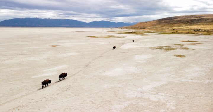 The Nice Salt Lake and Its Internet of Life Face an Unsure Future