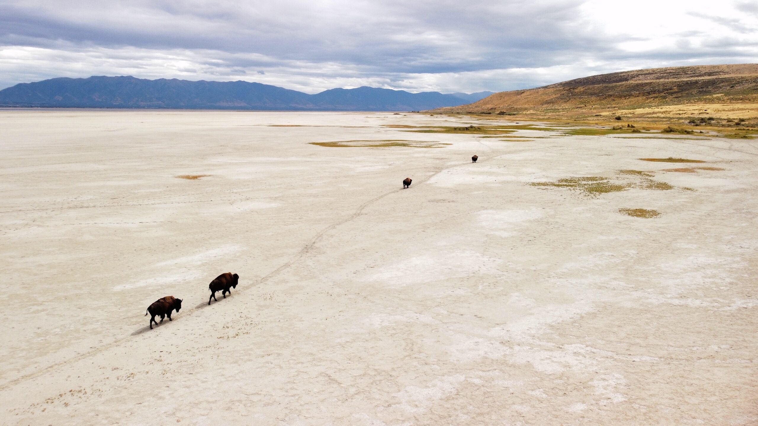 The Nice Salt Lake and Its Internet of Life Face an Unsure Future